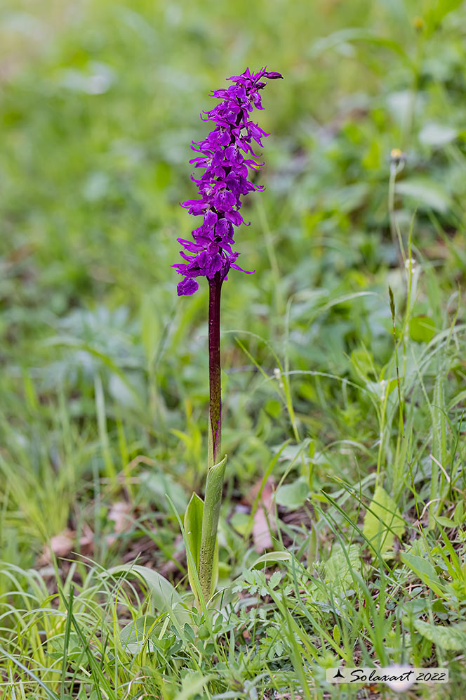 Orchis mascula - Orchide maschia